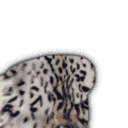 inscription be0d08c34ec5c8404caba54a577d4d4cf12dc43911c580a6fe7d2204e784c0f0i12