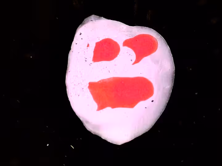 inscription c3074dbdf68103cb2ea8364c22be5ee1800088a4c1d3c4d91e7c5e76d1ce7bb2i20